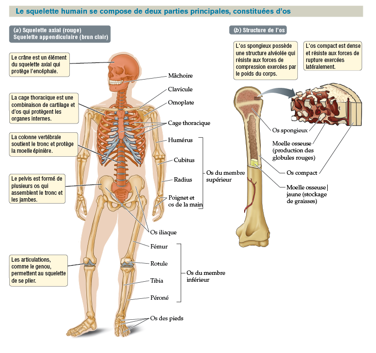 Notre structure osseuse